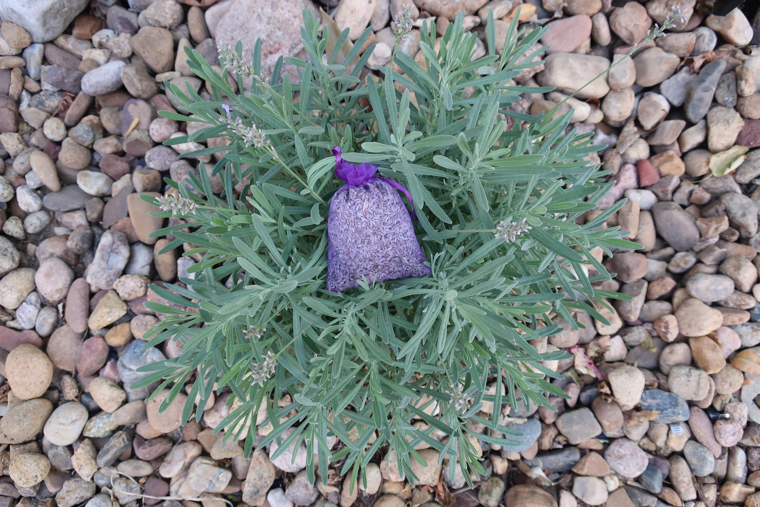 Lavender Sachet