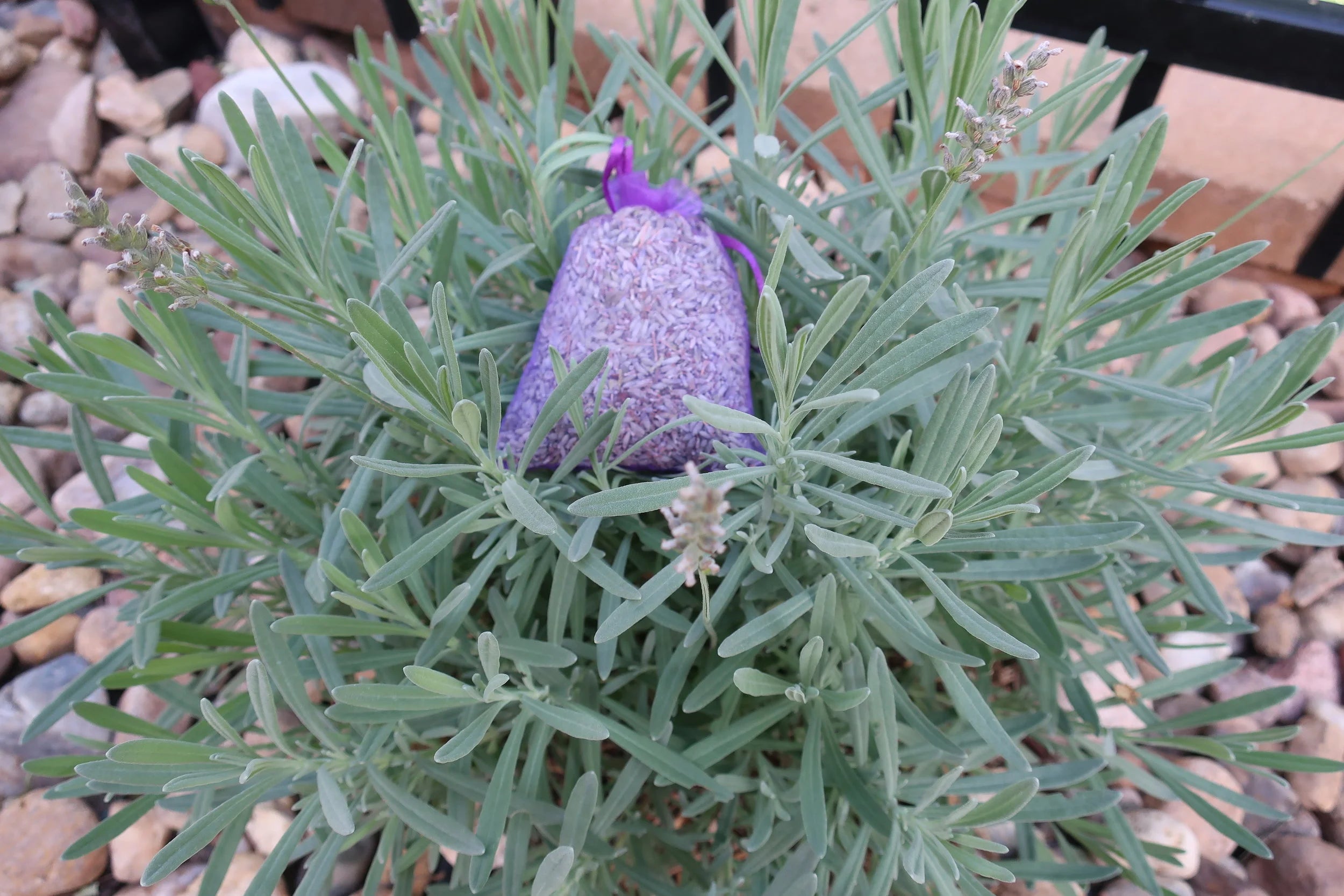 Lavender Sachet