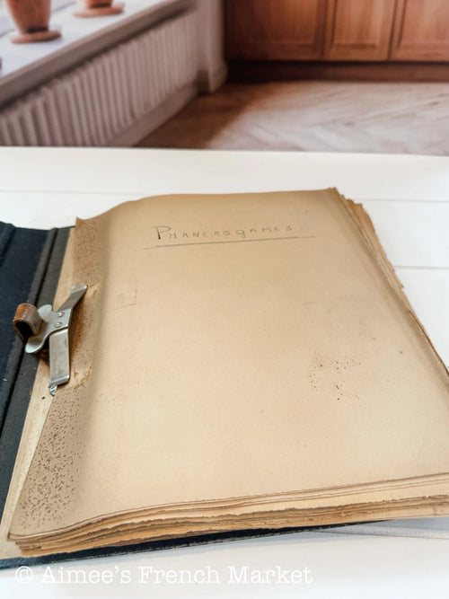 Antique French Herbarium Notebook – Identified Botanical Specimens, Handwritten Plant Study, Asteraceae Collection, 19th Century, 28 pages