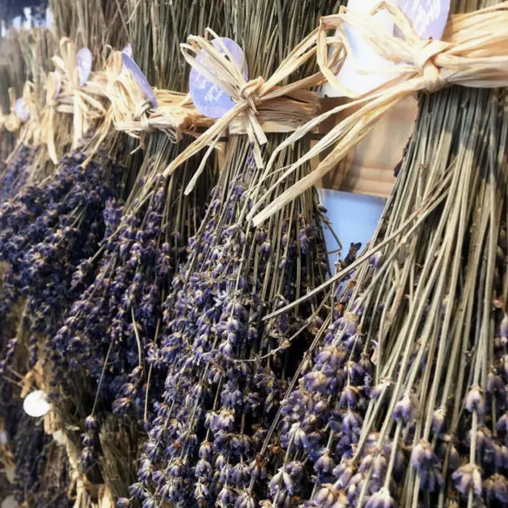 Lavender Bouquets from Provence!
