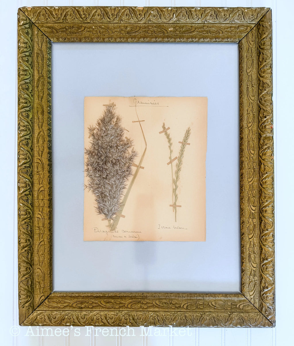 20% off - French Vintage Botanical with Very Old Antique Frame - Large - No. 6