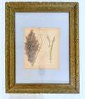 20% off - French Vintage Botanical with Very Old Antique Frame - Large - No. 6